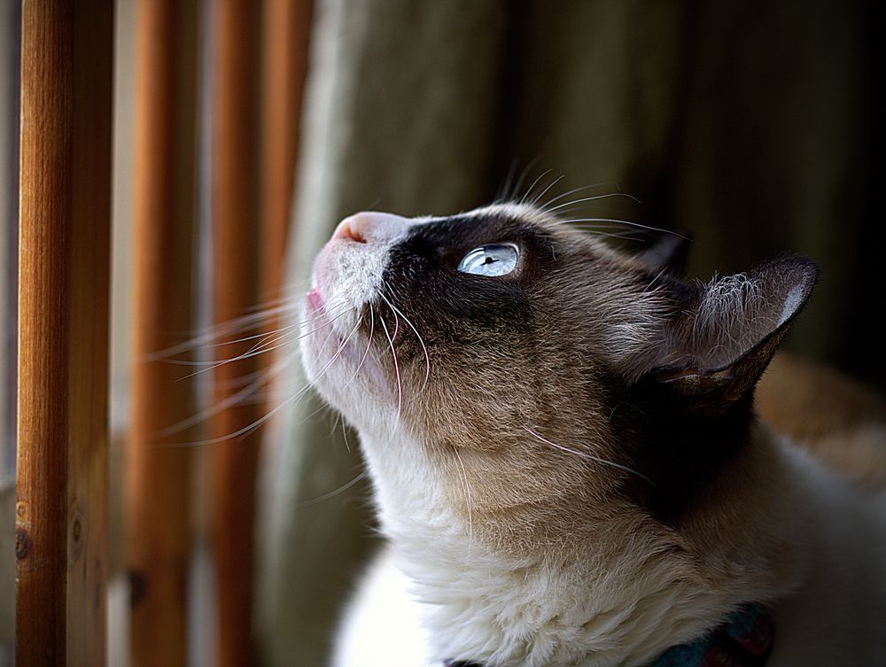 Gato de ojos azules mirando hacia arriba en casa