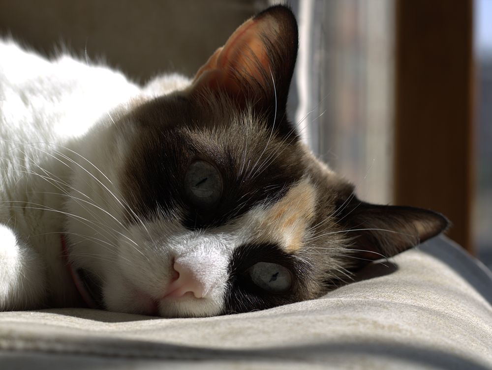 Gato blanco y café descansando tranquilo en un cojín de su casa