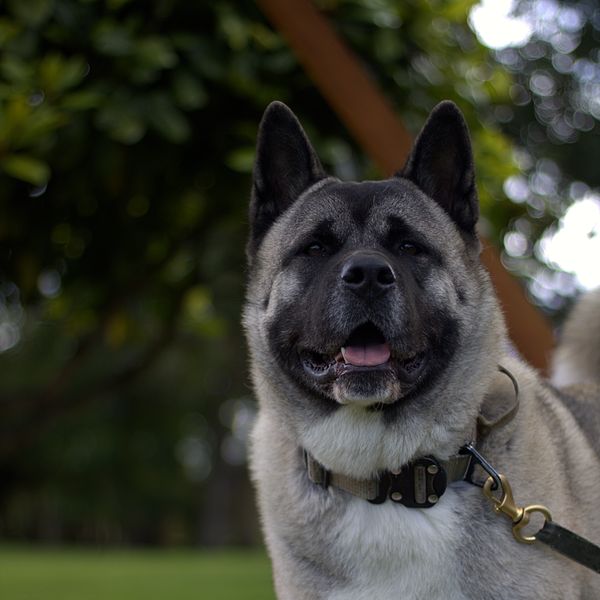 Perro akita feliz en el parque