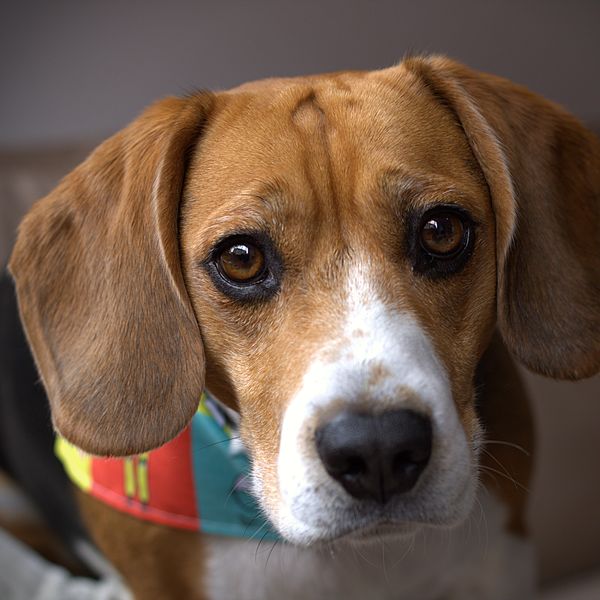 Beagle paciente de My Pet City mirando a la cámara