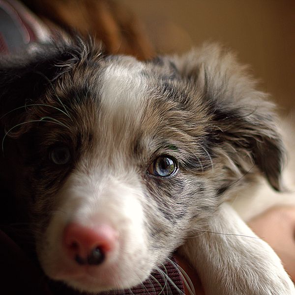 Cachorro border collie en brazos de su familia