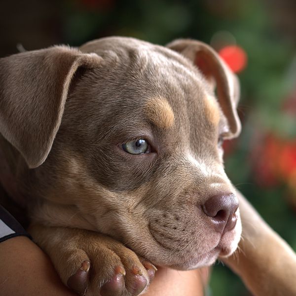 Cachorro pitbull descansando en brazos de su tutor