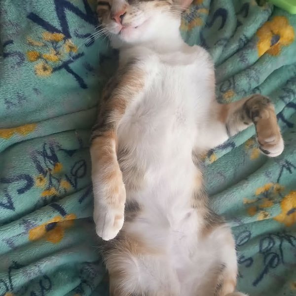 Gatita feliz recibiendo caricias