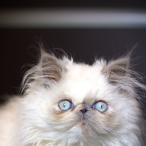 Gatito persa blanco de ojos azules