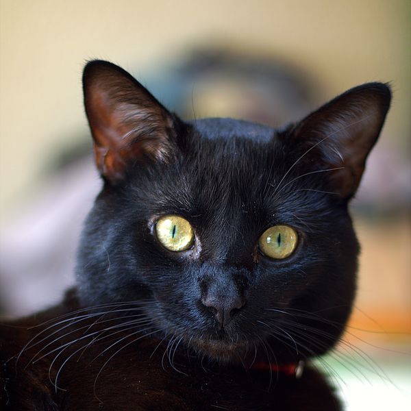 Gato negro de ojos amarillos