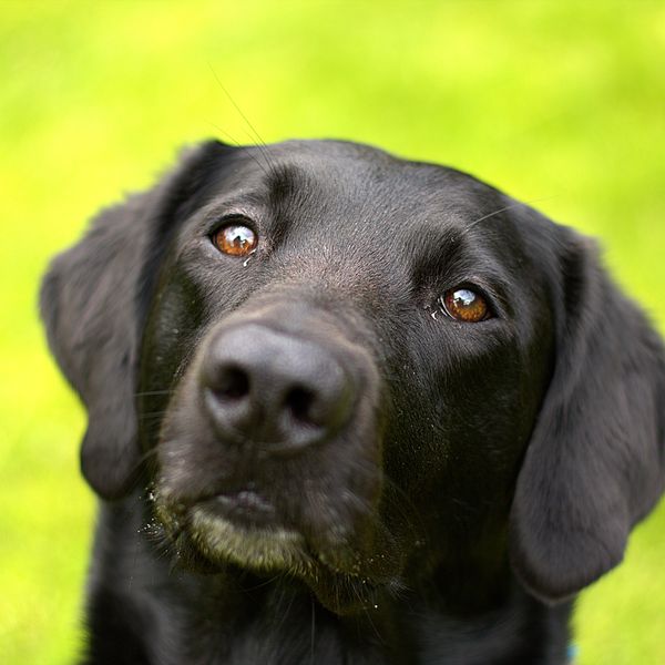 Labrador negro en el jardín